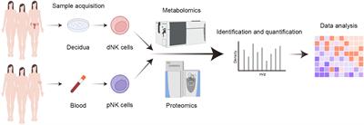 Unique metabolism and protein expression signature in human decidual NK cells